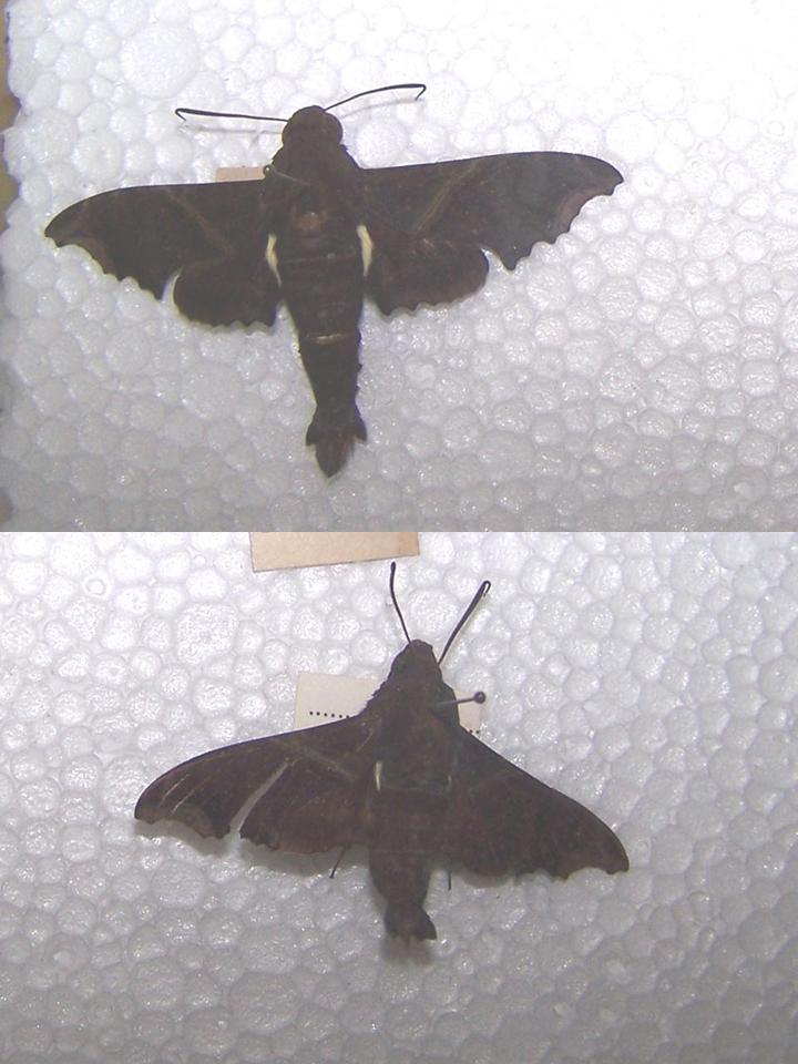 FIGURE 1h FIGURE 1h